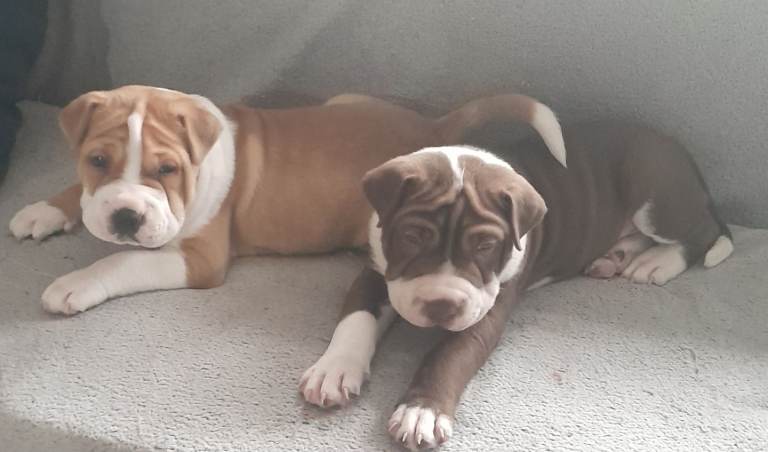 Staffy X shar pei pups 