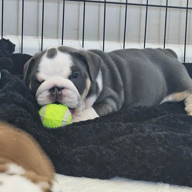 British Bulldog pup 