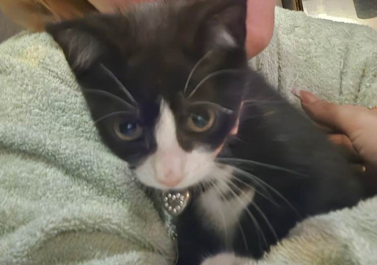 Tuxedo kitten