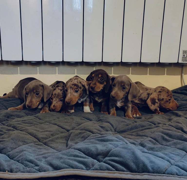 Miniature dachshund puppy 