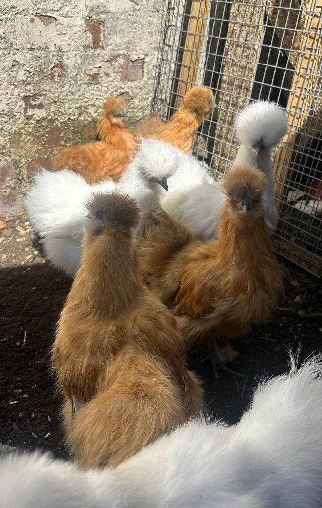 Chickens