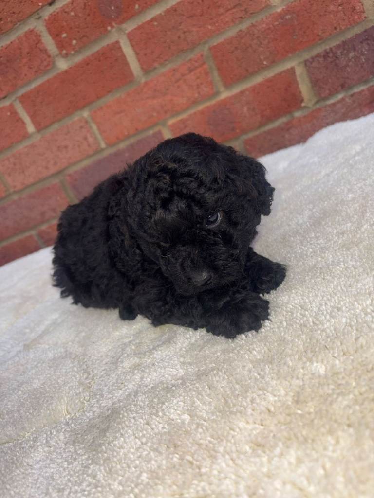 Cockapoo puppys 