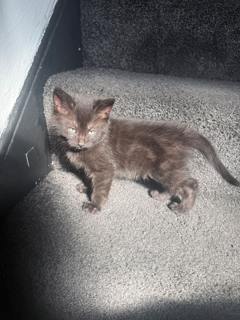 Beautiful Kittens for Sale – Ready for Loving Homes 🐾