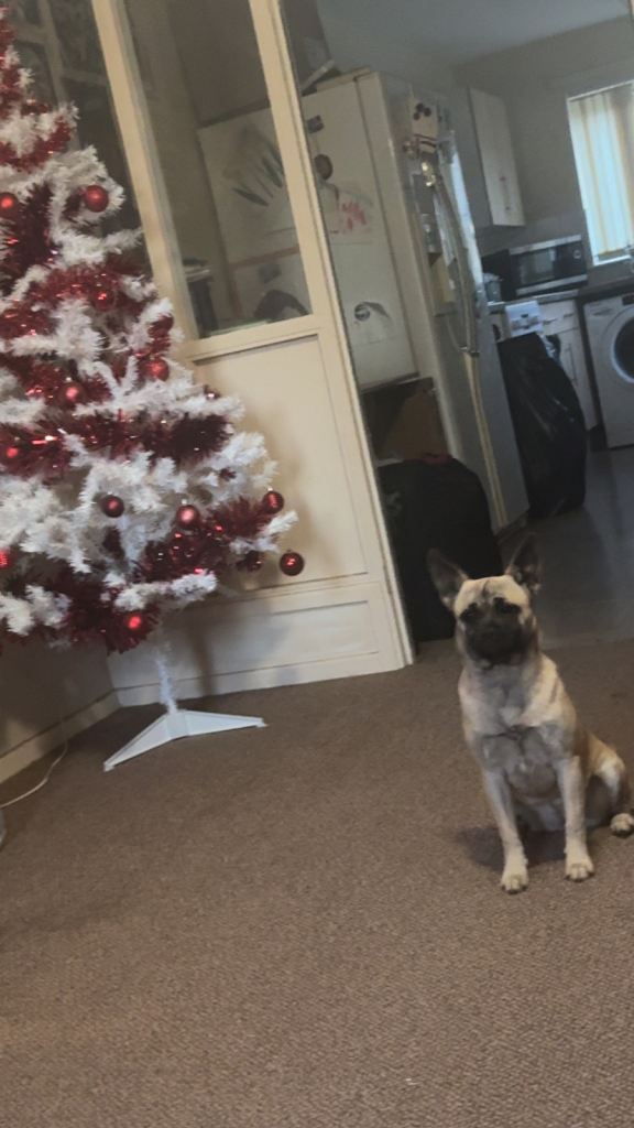 Frenchi cross promchi 