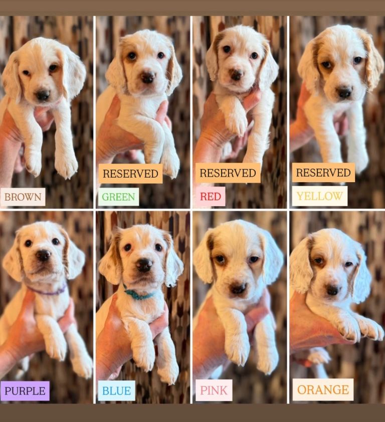 Cocker Spaniel Puppies