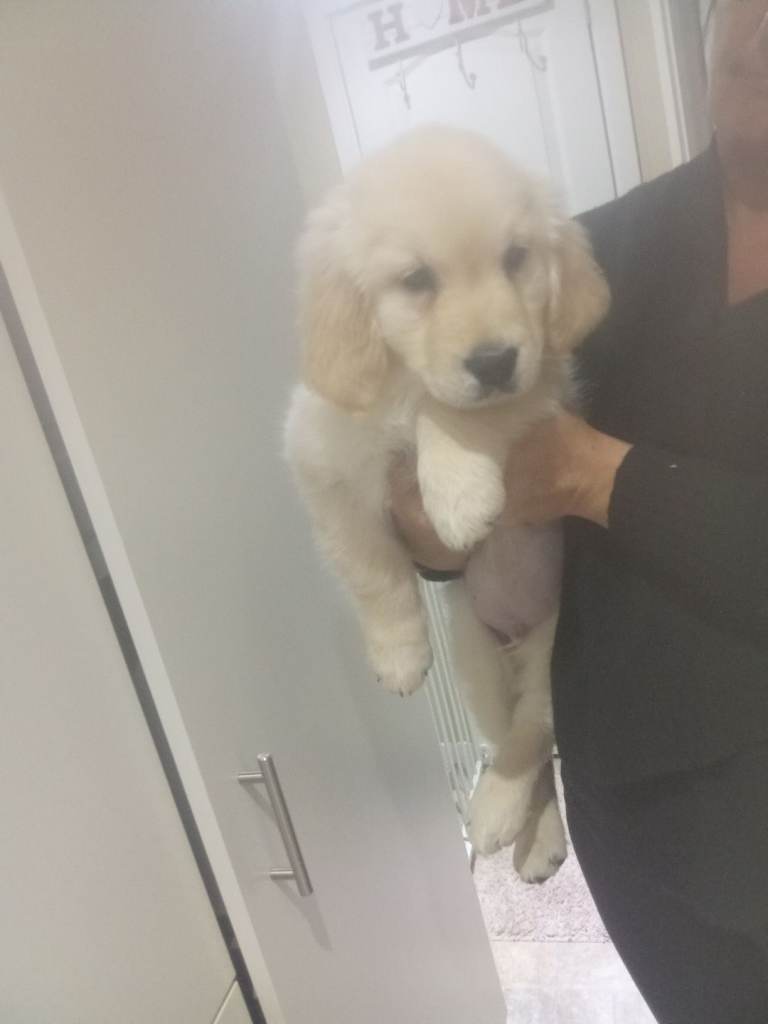 Golden retriever kc registerd