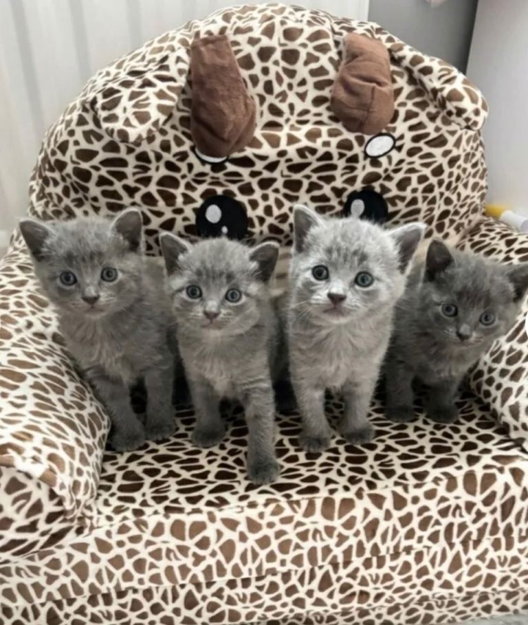 Half Russian Blue Kittens 