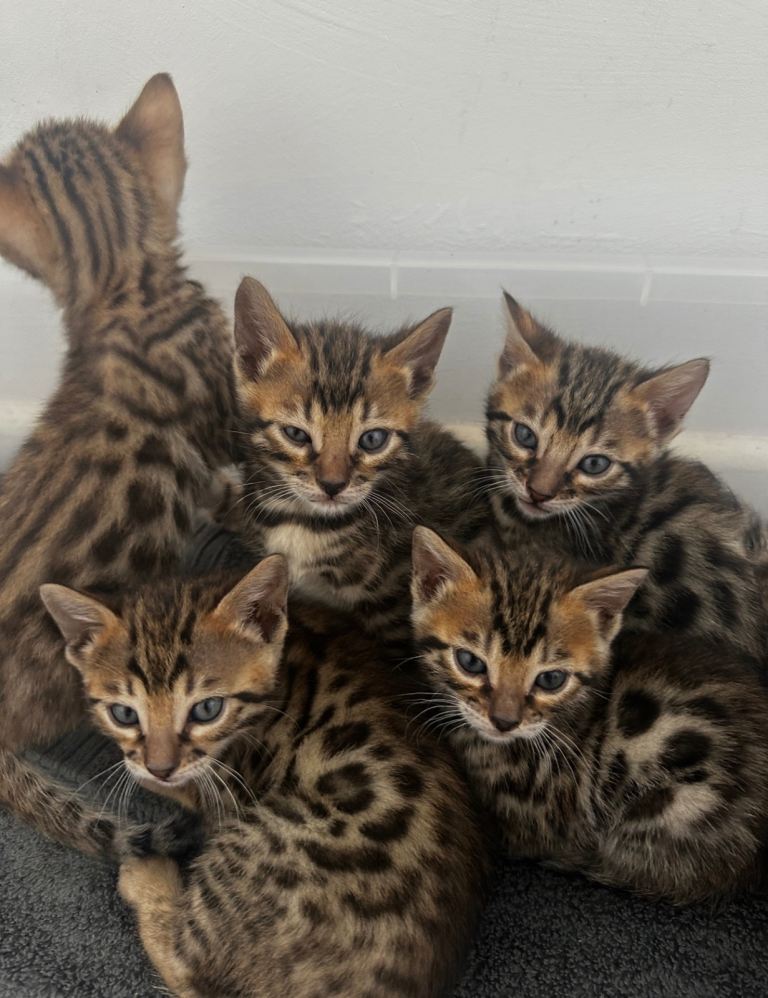 Bengal kittens looking for a loving new home