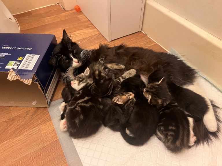 Kitten, 2 Girls & 3 Boys