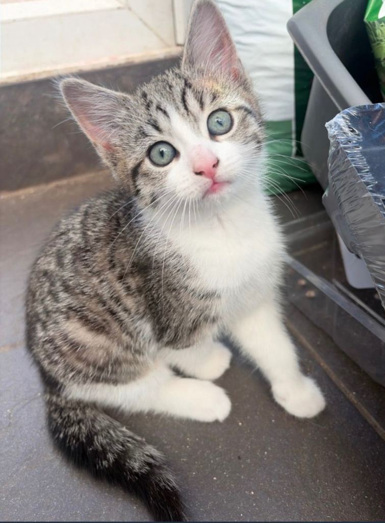 Kitten