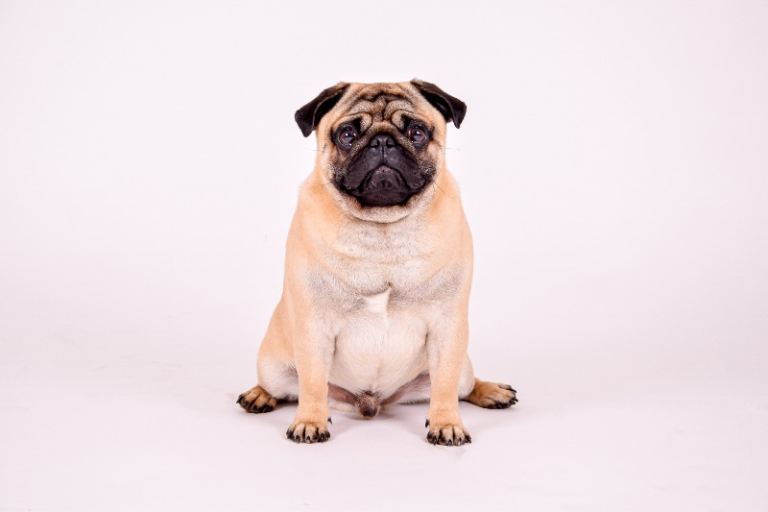 Rehoming our Pug 
