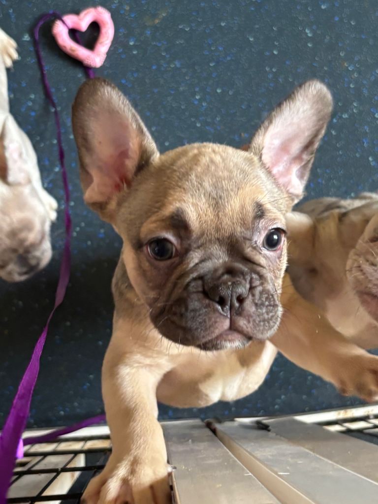 French bulldog puppies for sale