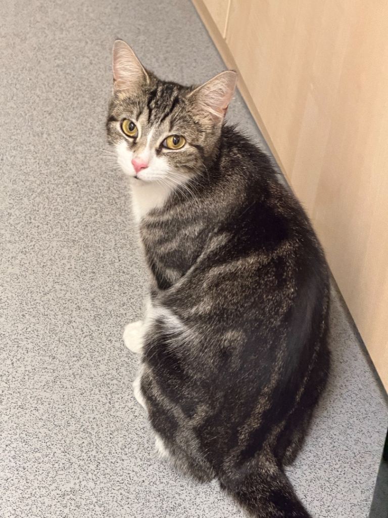 Beautiful domestic shorthair cat 