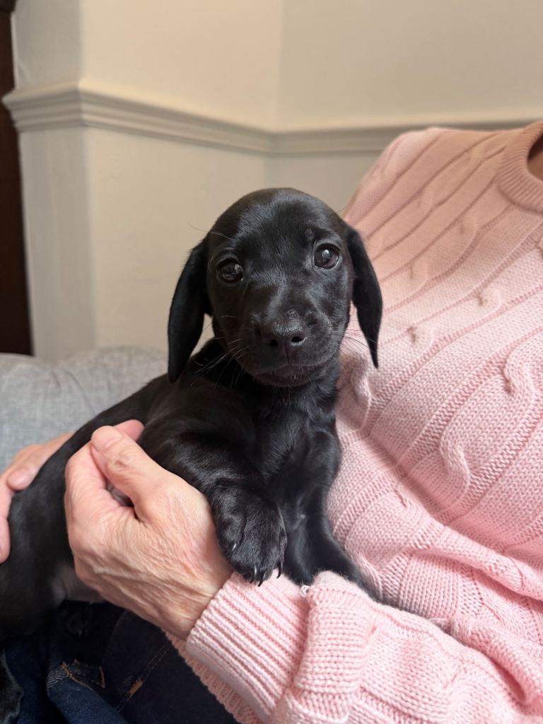 Black dachshund boy puppy