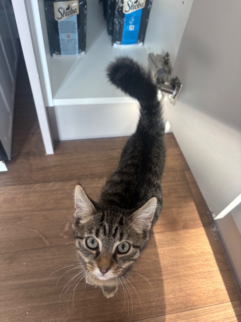 Tabby Boy cat for sale 