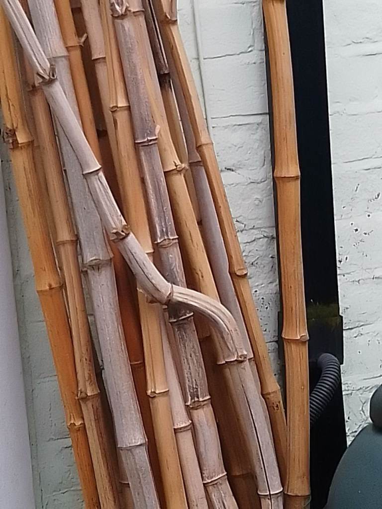 Bamboo Canes, Home Grown Thick Strong