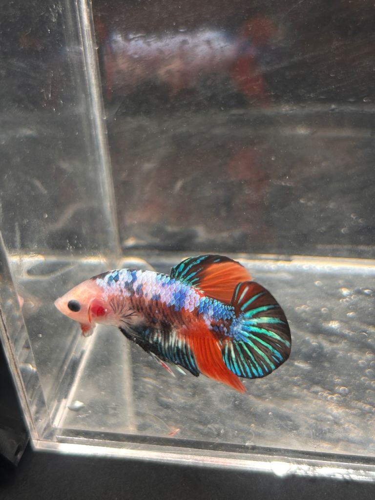 Tropical fish and live plants for sale. 