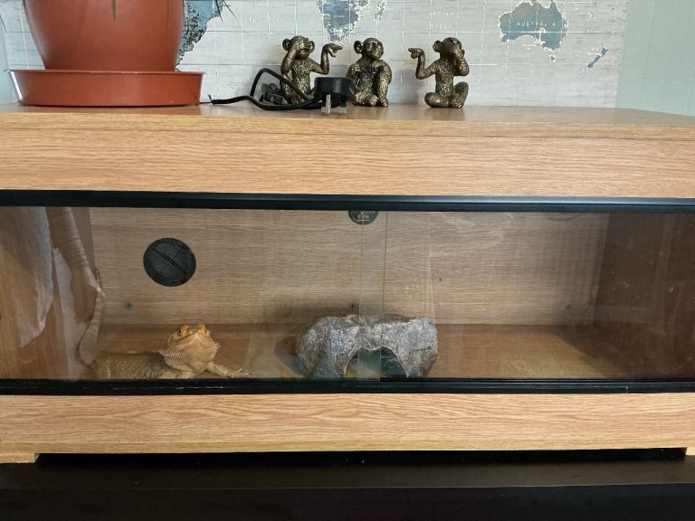 Bearded dragon and tank 