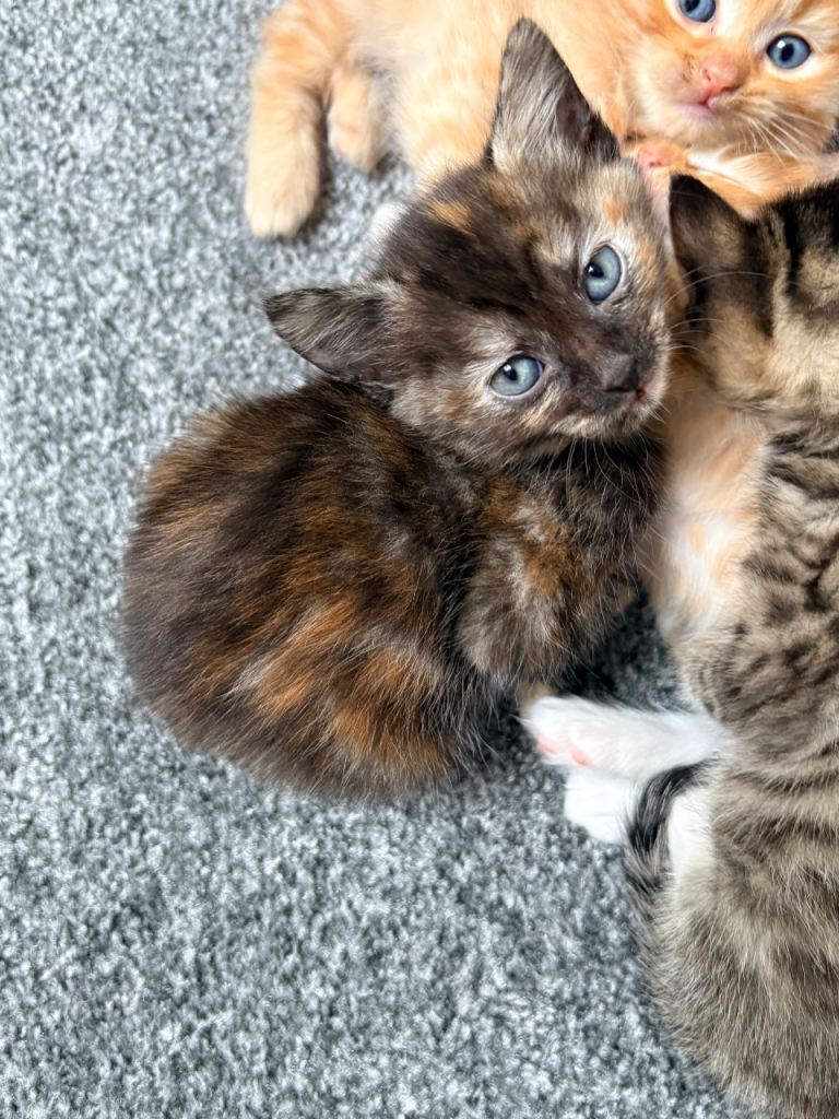 3 Stunning Kittens
