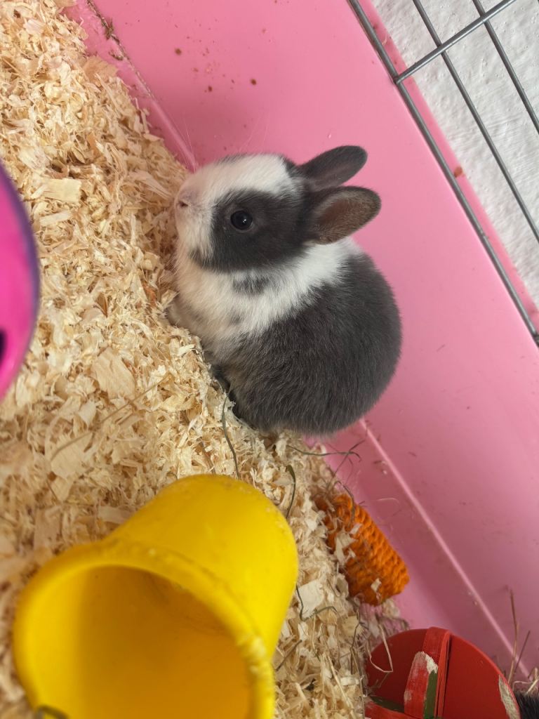 Netherland dwarf baby’s 