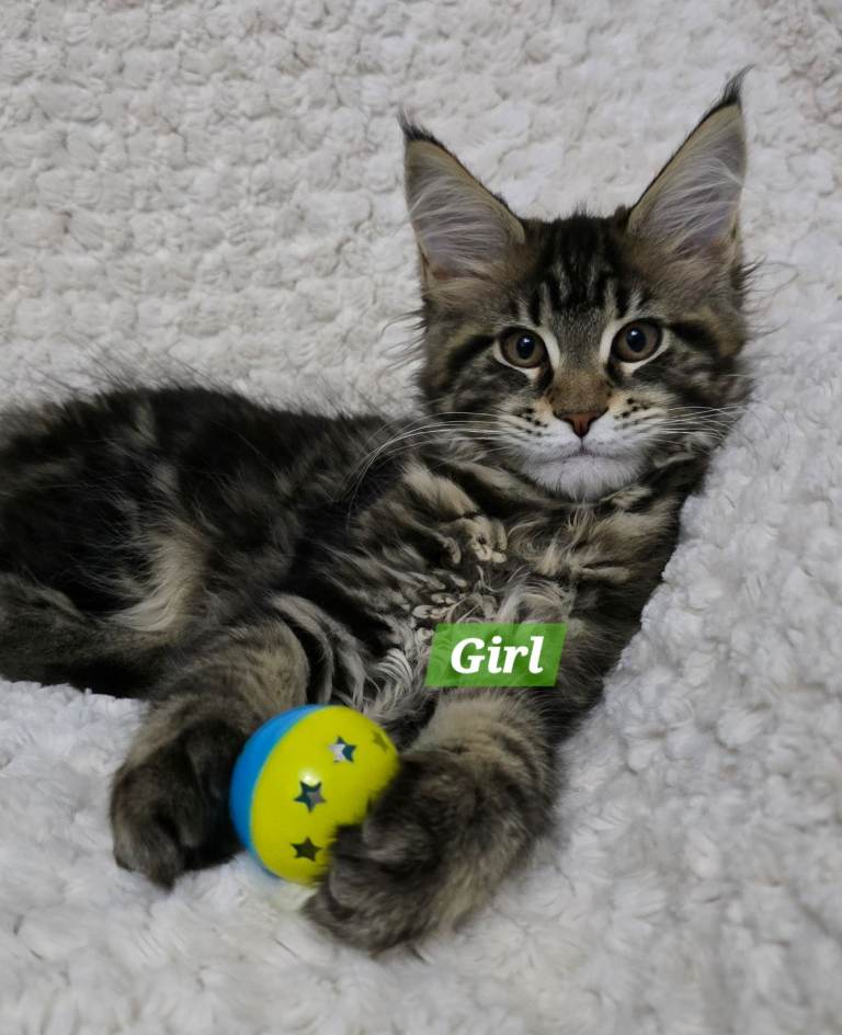 Gorgeous Maine Coon Kittens 