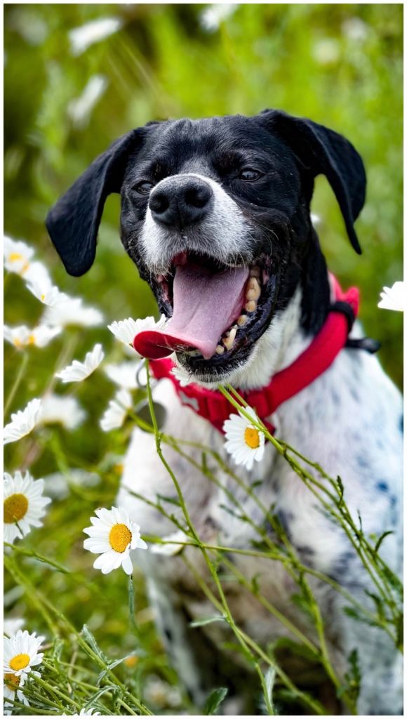 Rufus: A Sun-Loving, Youthful 9-Year-Old English Pointer Looking for His Forever Home