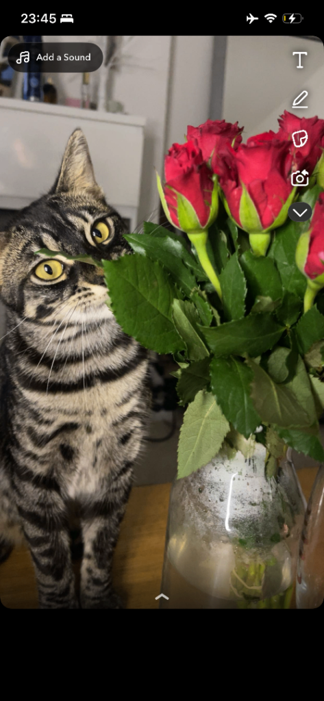 Bengal kittens 11 months old 