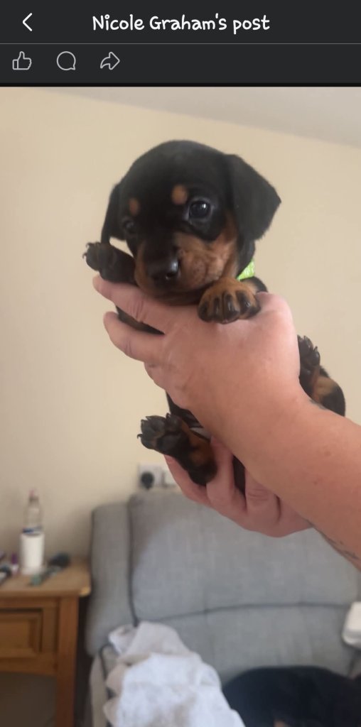 Dachshund mix puppies