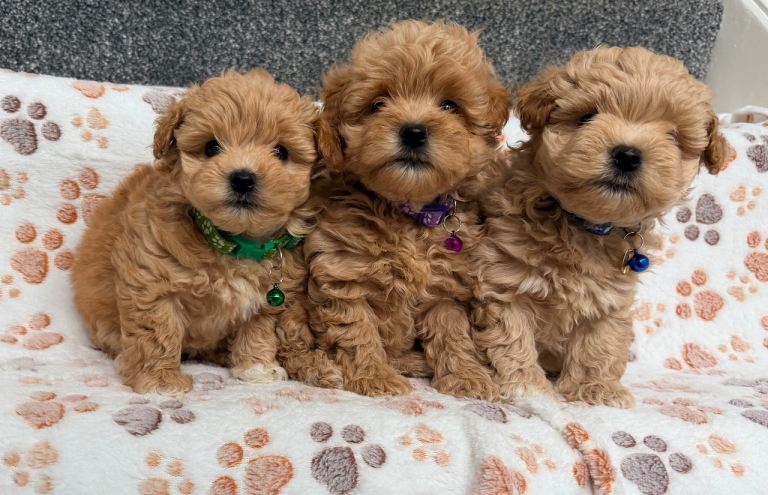 Maltipoo puppy’s for sale 