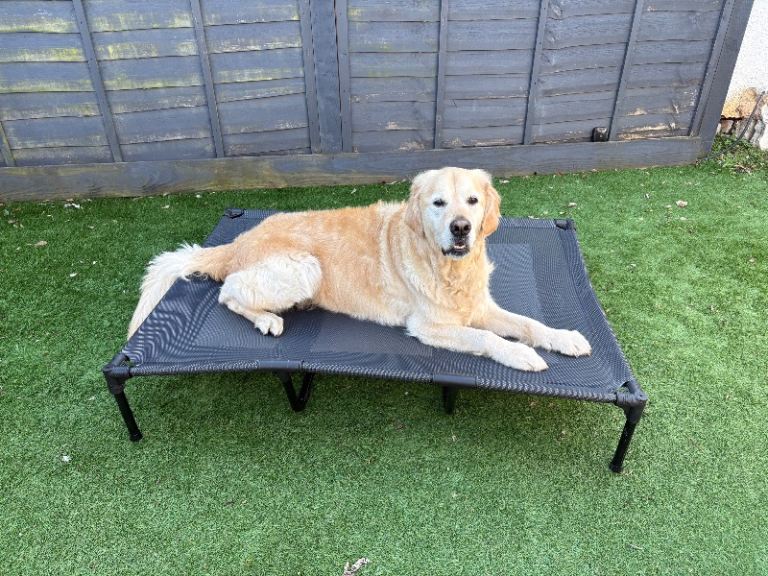 Elevated dog bed XL