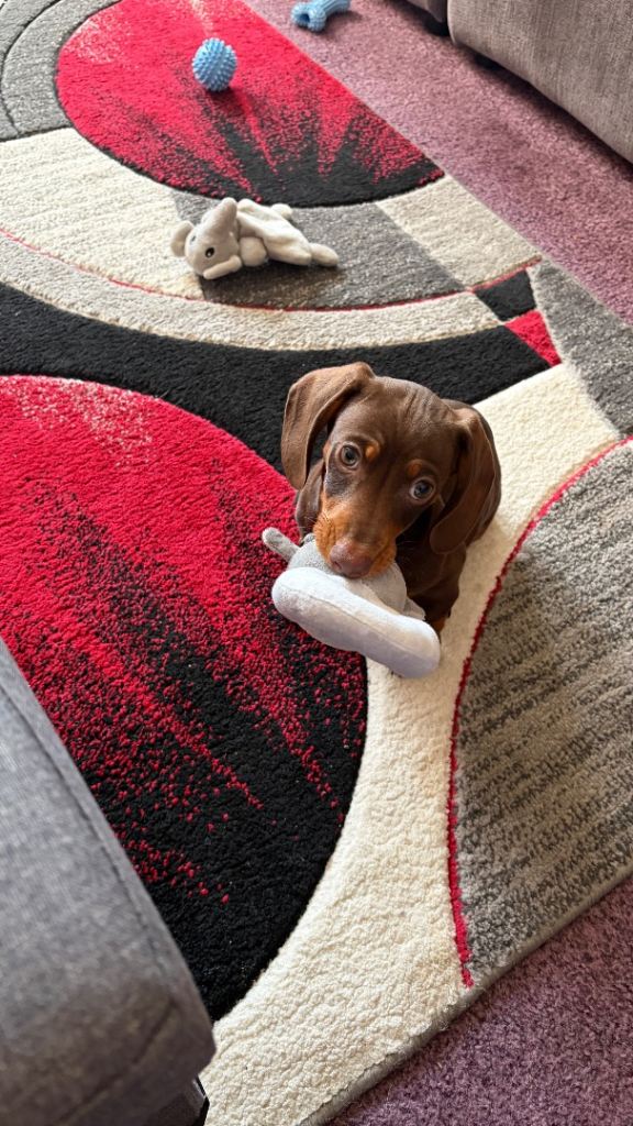 Miniature Dachshund Short Haired 