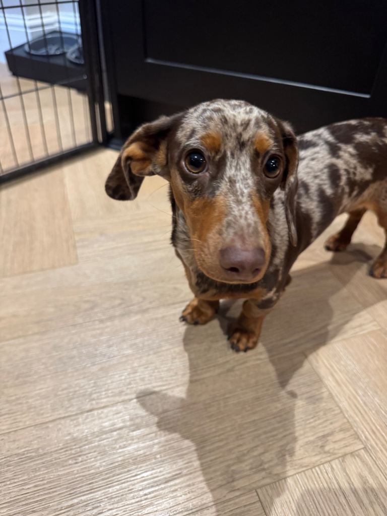 Female dapple minature dachshund 