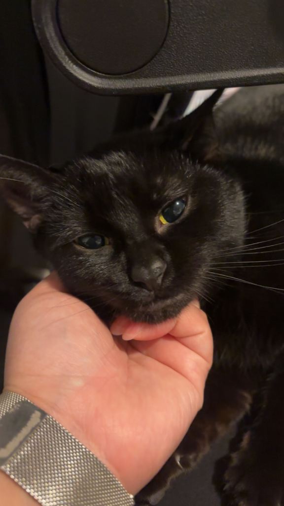 Female, British shorthair cat