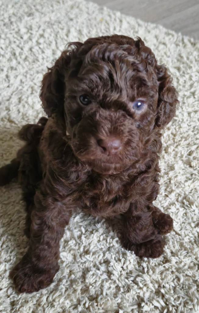 Cavapoo puppy's f1b