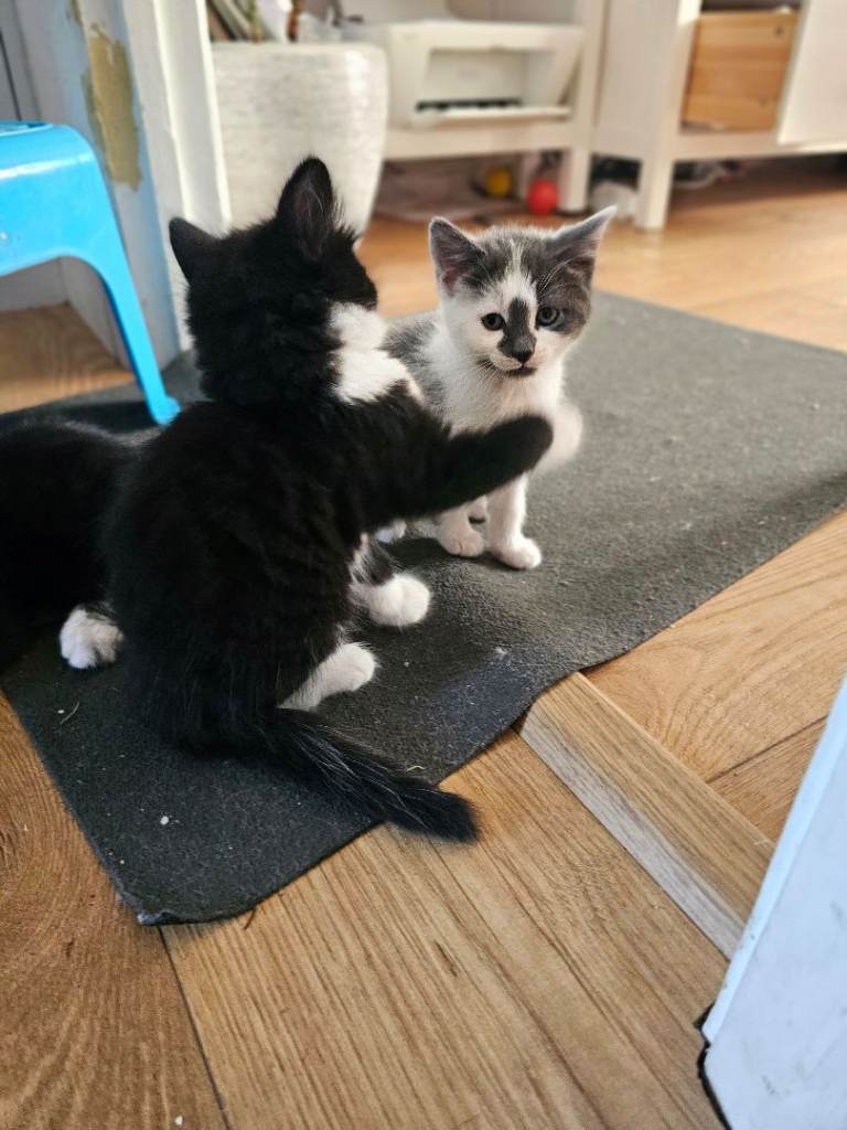 4 Adorable Kittens for Sale