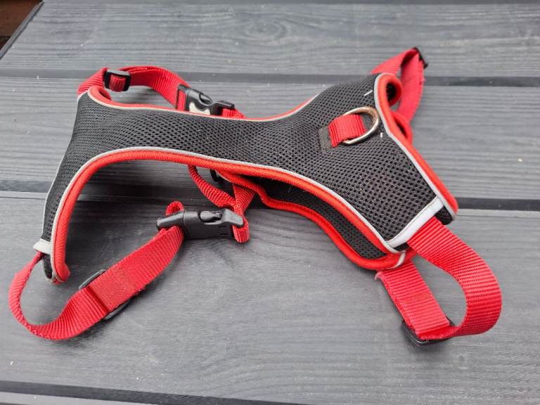 Red dog harness 
