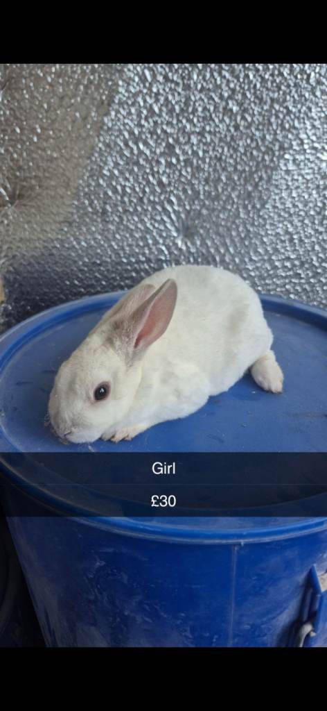 Beautiful Baby Lionhead Bunny Rabbits 