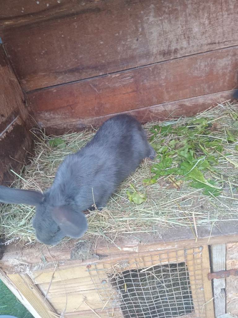 Rabbit for sale 10 weeks old 