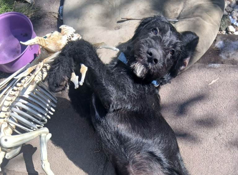 Ready 3 Gorgeous cockapoo x puppies