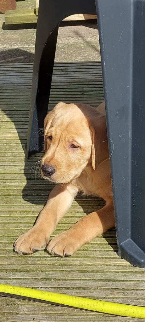 Labrador pups 1 left 