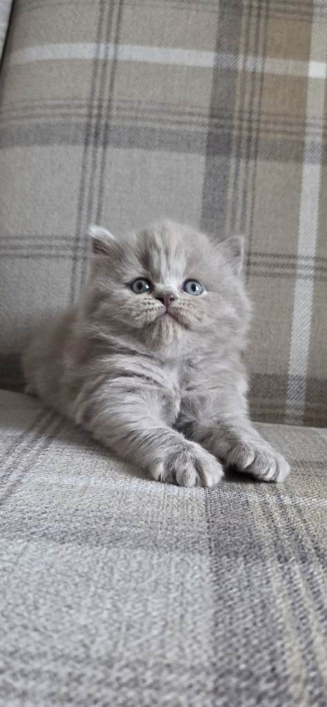 Exceptional GCCF British Shorthair kittens