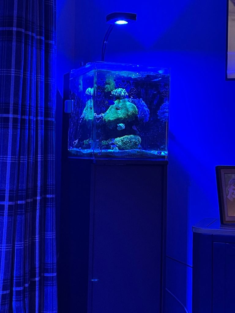 Full Marine Fish Tank setup 