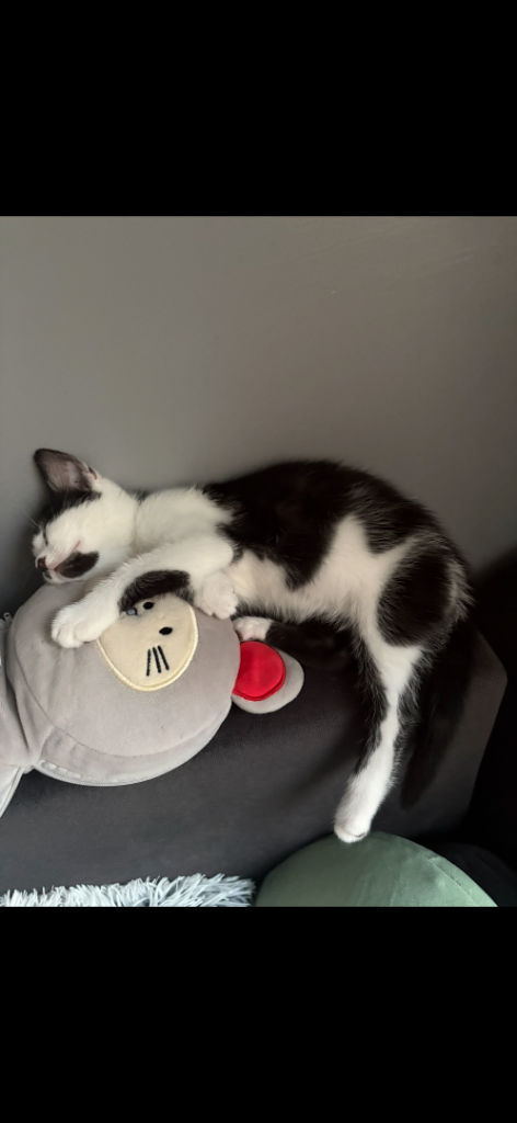 mixed breed female kitten 9 weeks old