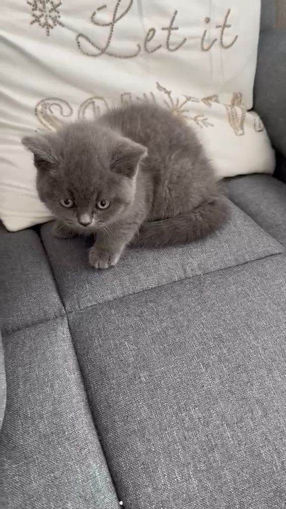  Reduced Adorable Blue British Shorthair Kittens