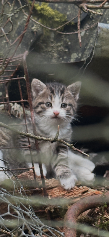 Kittens for sale