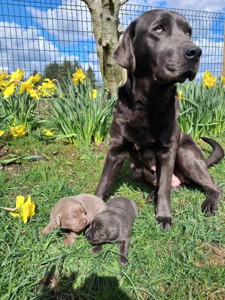 KC registered silver and charcoal Labradors