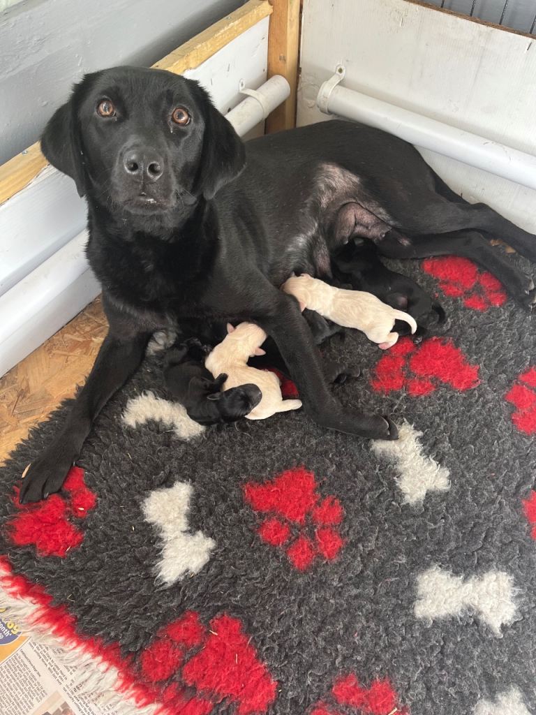 Fantastic Labrador puppy’s 