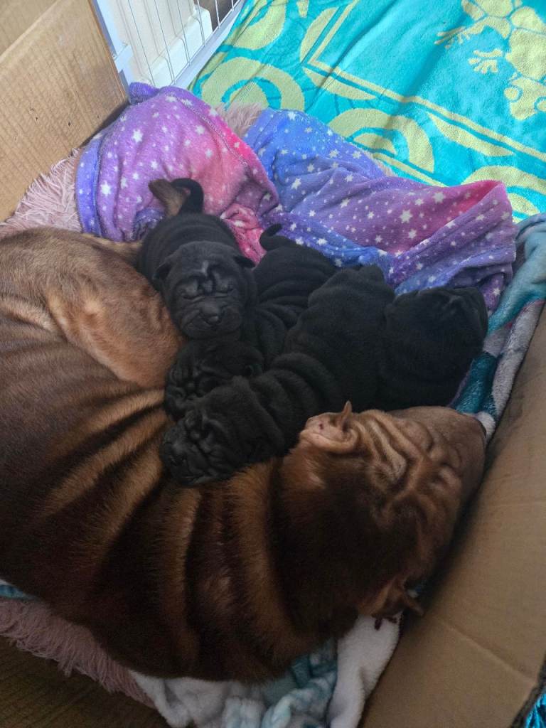 💙 READY NOW. SHAR PEI BOY 💙