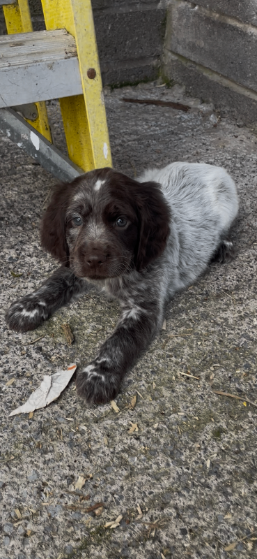 Cocker spaniel 