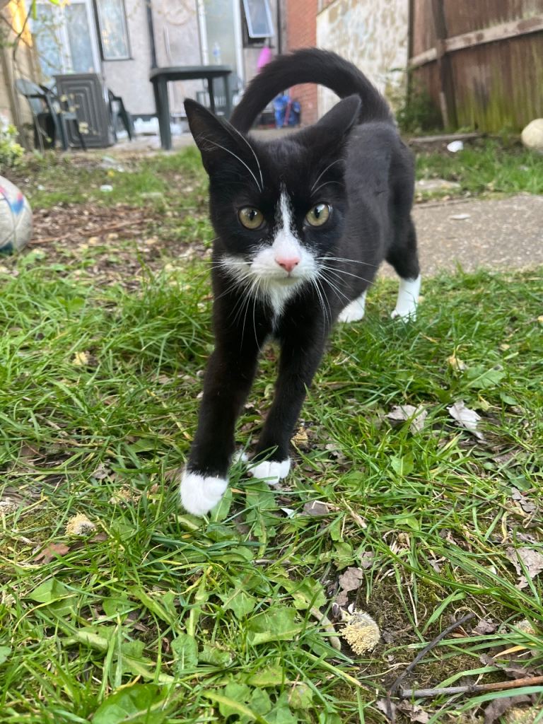 Adorable Cat ready for sale 